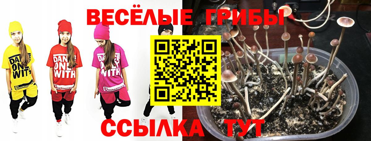 где продают   Галлюциногенные грибы прущие грибы  Вход с VPN  Ступино 